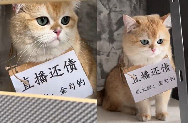 Woman in China makes her cat ‘work’ on Douyin after it turns on cooker, burns house down
