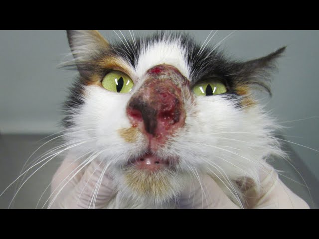 Removing Enormous Cuterebra From Inside Cat's Nose (Part 80)