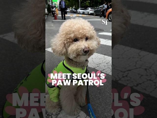 Meet Seoul’s paw patrol