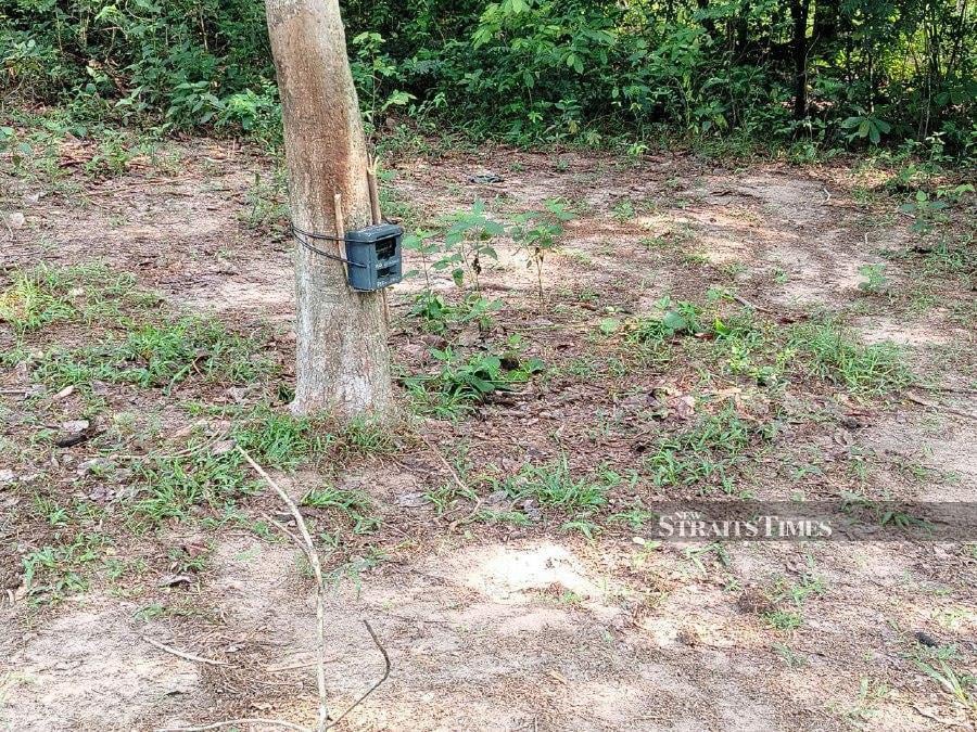 Pendang village gripped by fear as unknown predator stalks livestock