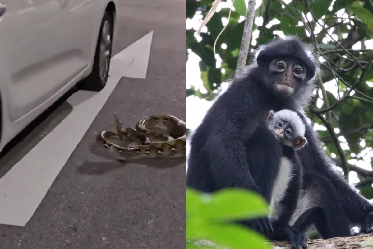 Forget Hollywood, Singapore has got snakes on a car and it is great