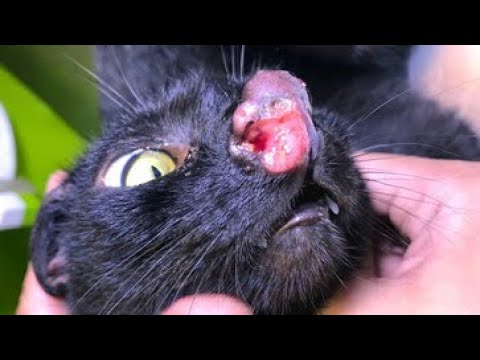Removing A Massive Cuterebra Inside Tiny Cat's Nose (Part 82)