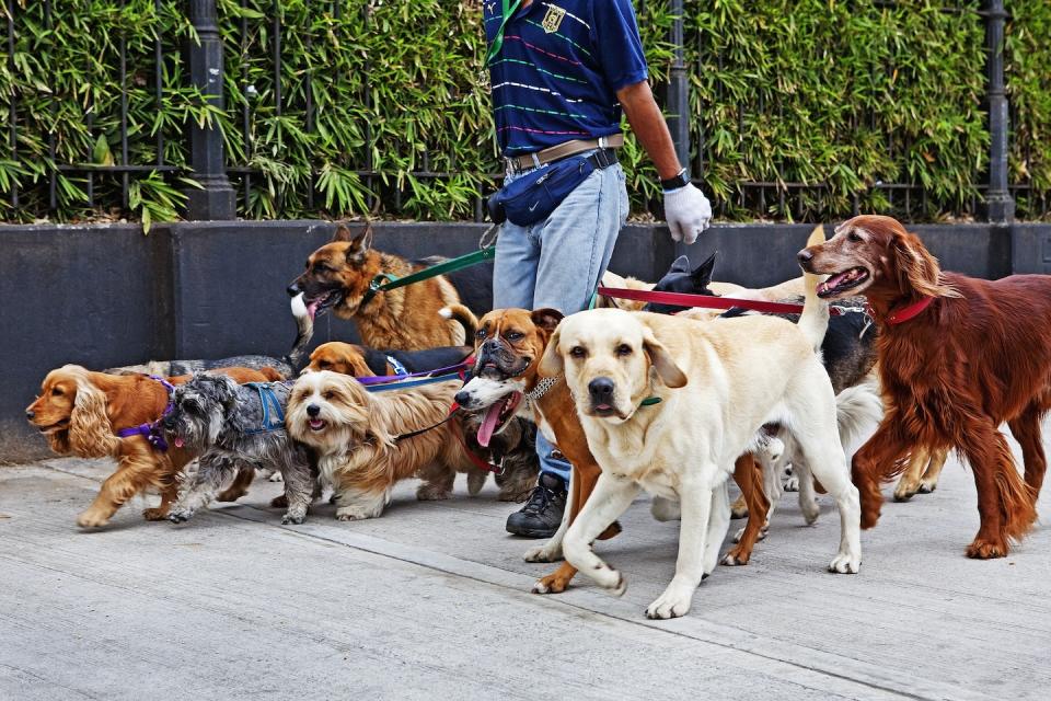 How safe are pack walks? Dog owners, daycares and an expert on dangers and how it can be done right