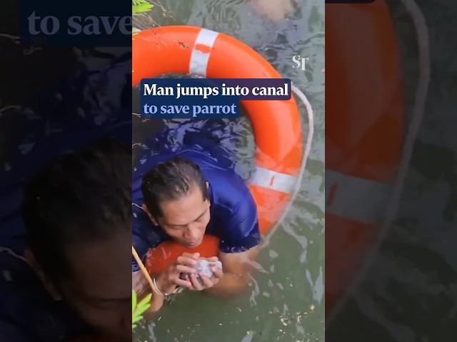 Man jumps into canal to save parrot #cpr