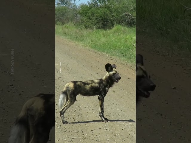 Spot The Endangered African Wild Dogs 👀