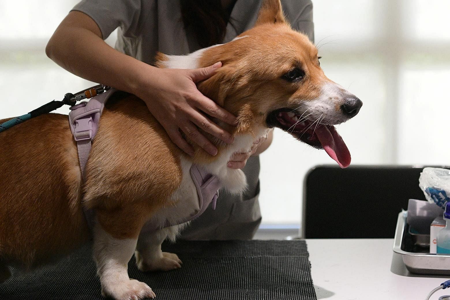 S’pore vets get new telehealth guidelines to better ensure welfare, safety of pets