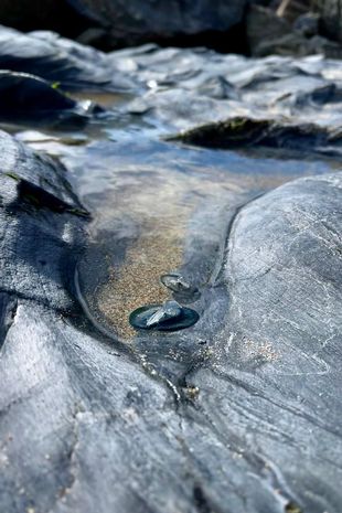 Mysterious alien-like creatures wash up on UK beaches - and they could be very dangerous