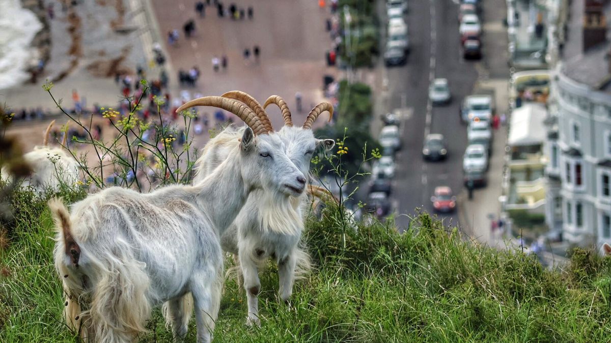 Herd of 'dangerous' goats to be rounded up following spree of tragic road deaths