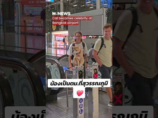 Cat becomes celebrity at Bangkok airport