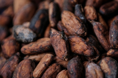 Global cocoa price surge affecting local chocolate companies’ supply chain