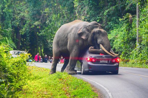 Elephants on deadly rampages crush people as beasts stampede through towns and invade homes