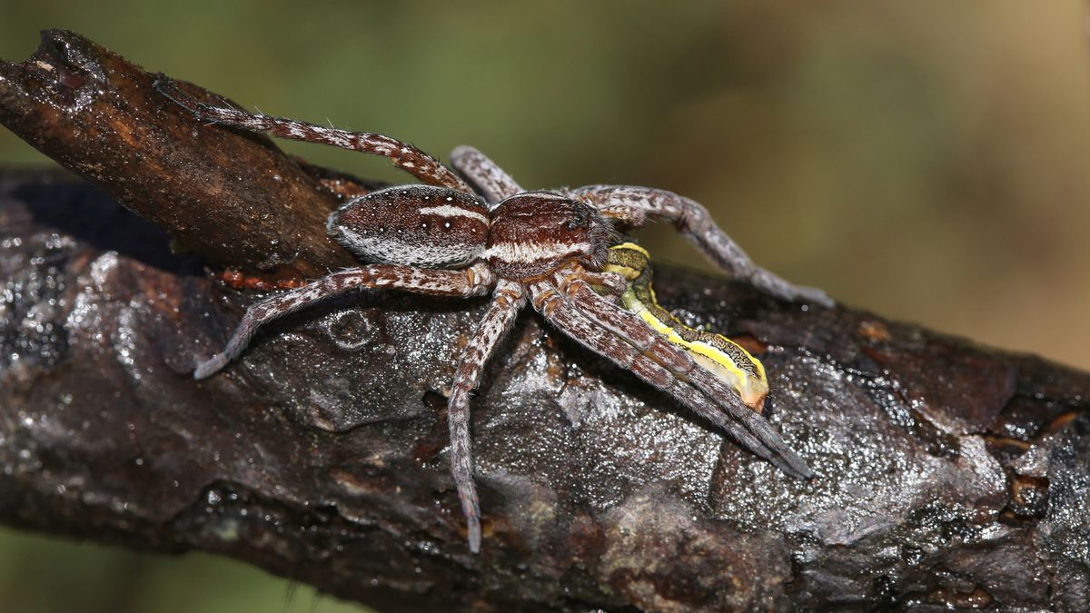 Fish-eating giant spider spotted again after almost going extinct in Britain