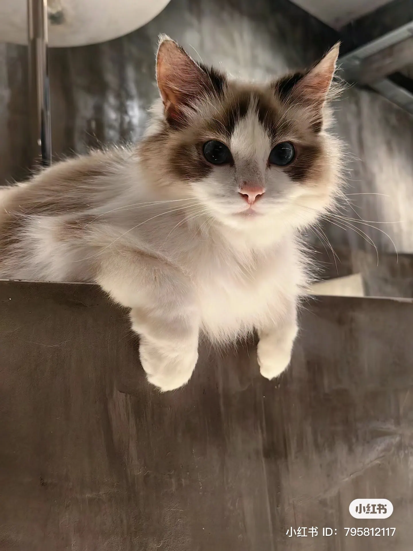 This cosy industrial-themed cafe in Johor Bahru lets you play and snuggle with chonky cats alongside unique lattes, Niko Neko matcha drinks & more