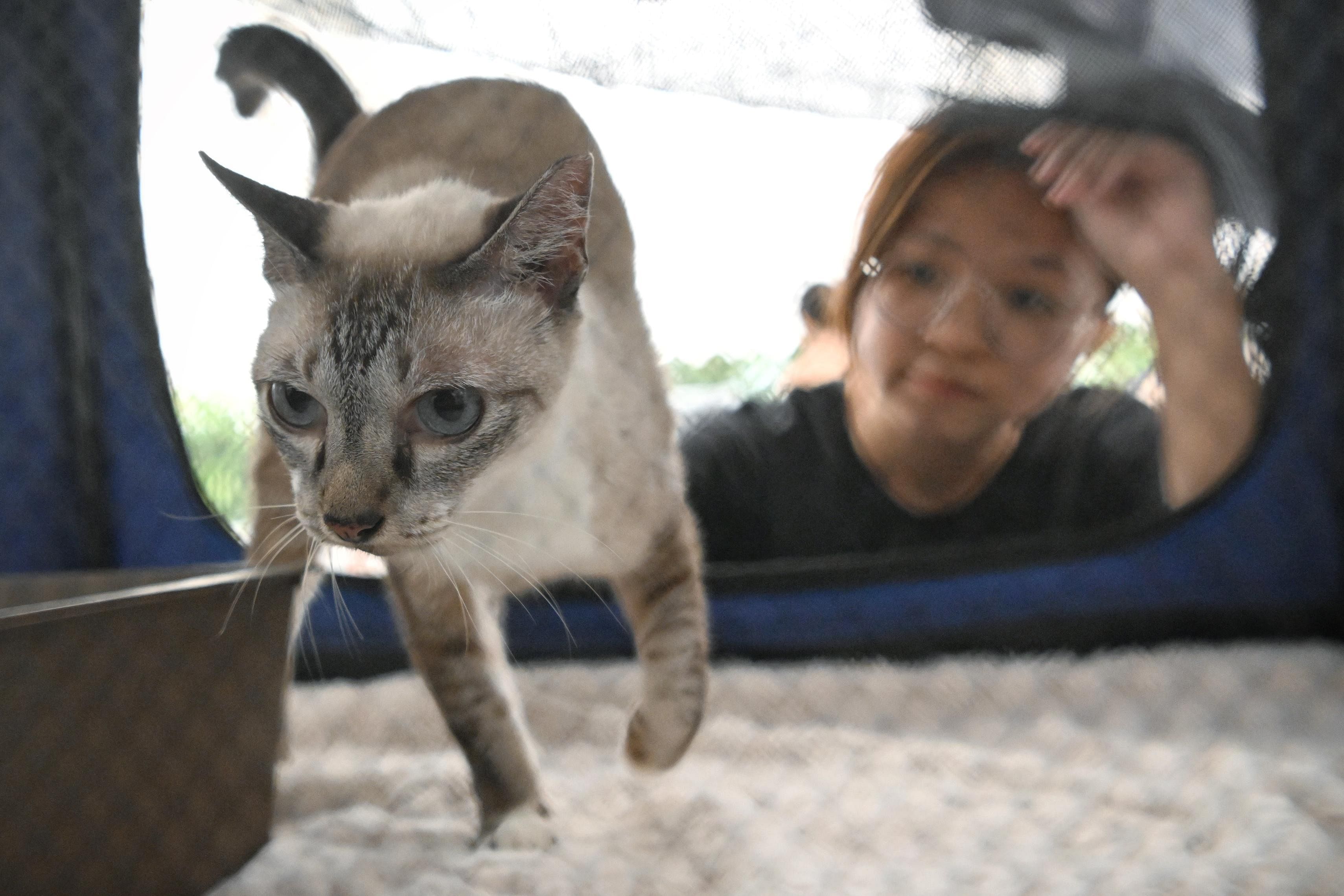Cat licensing scheme to kick in on Sept 1 in Singapore