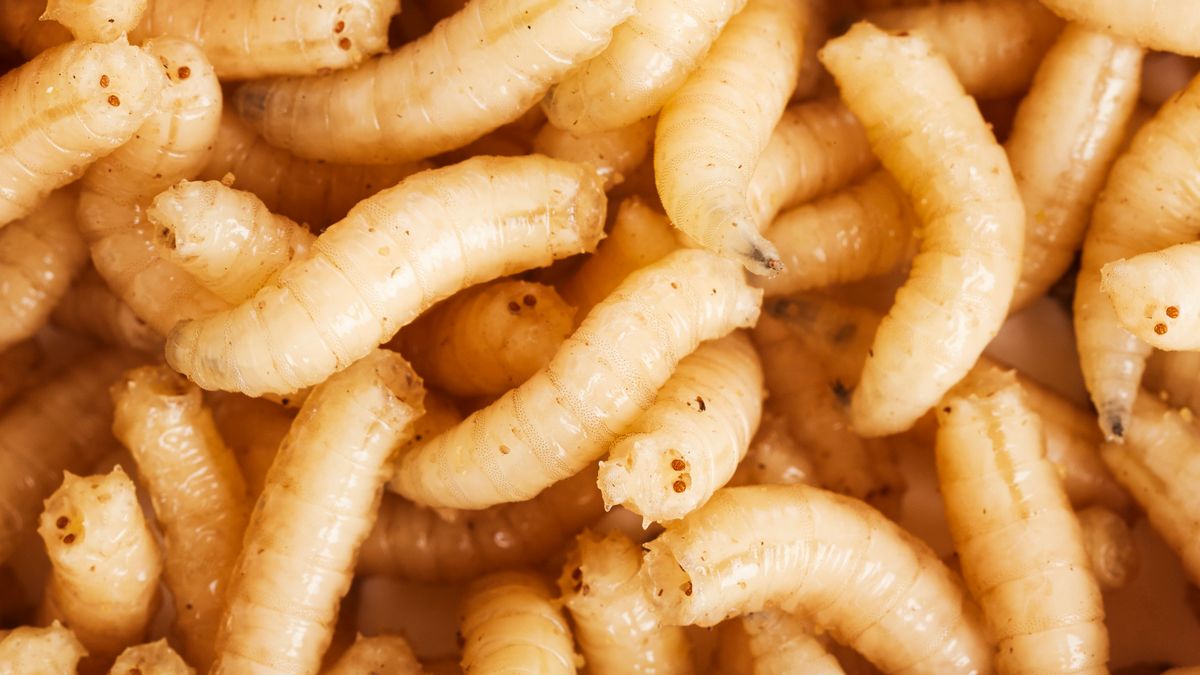 People horrified after seeing what a maggot looks like under a microscope