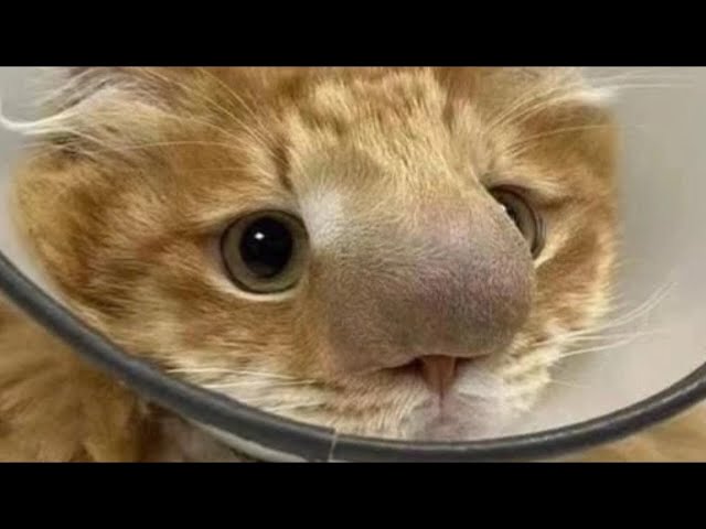 Massive Botfly Maggot Removed From Tiny Kitten's Nose (Part 89)