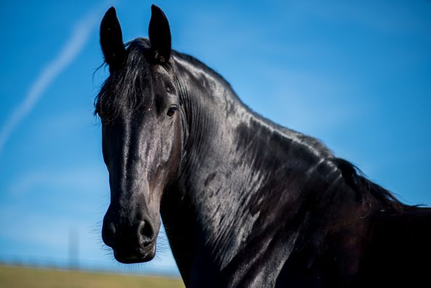 Engineer dubbed 'Mr hands' suffered horror death after sex with horse recorded by zoophile friends