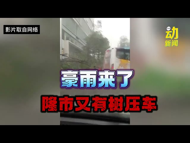 豪雨来了  隆市又有树压车