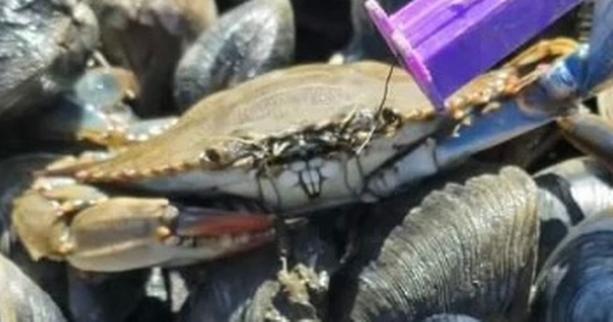 Crab wields Teenage Mutant Ninja Turtles PEZ dispenser to 'bribe' captors