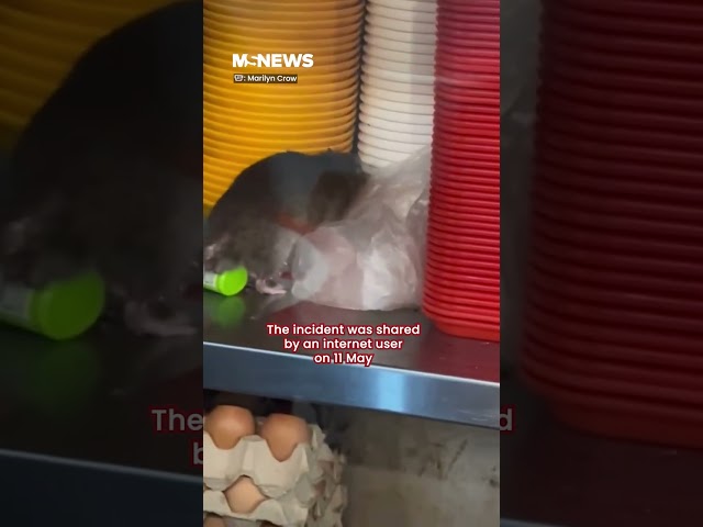 Rat spotted scurrying about food stall in Geylang