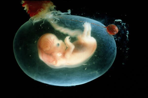 Scientists Calculated the Energy Needed to Carry a Baby. Shocker: It’s a Lot.