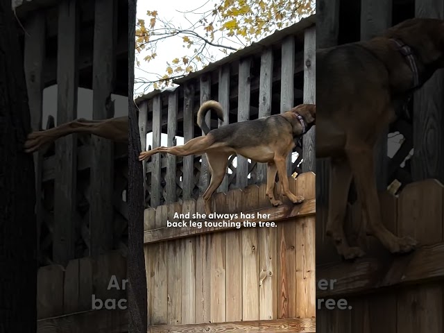 Dog Can't Stop Climbing On Trees | The Dodo