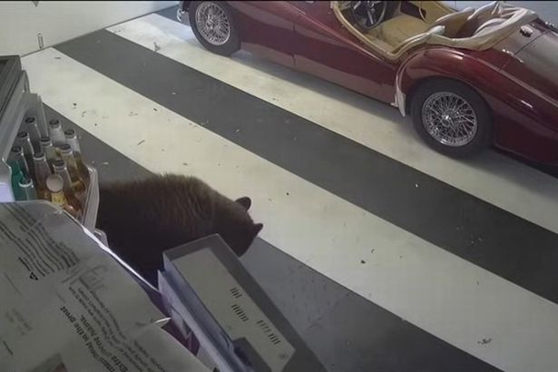 'Scary' moment bear named Oreo breaks into two homes to steal favourite snack