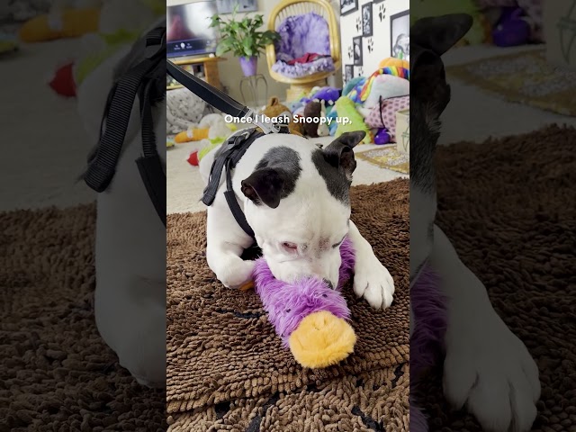 Rescue Pittie Takes Toys On His Walks For Emotional Support | The Dodo