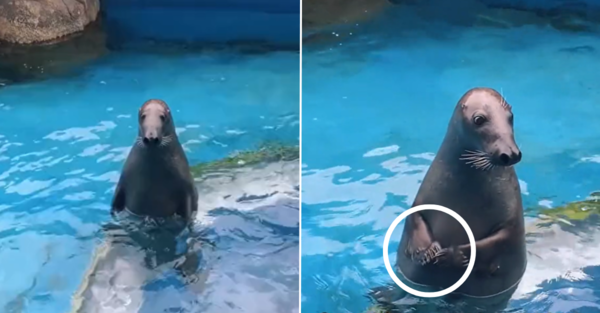 This Adorably Awkward Seal At The Zoo Is Me At Social Gatherings