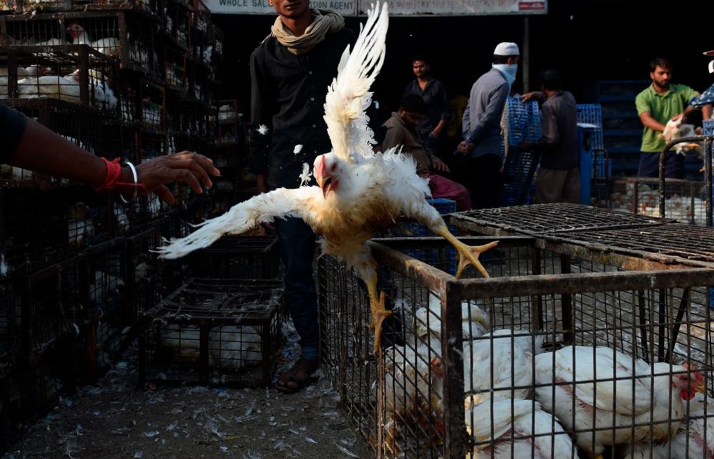 Bird flu shows world not ready for future pandemics: report