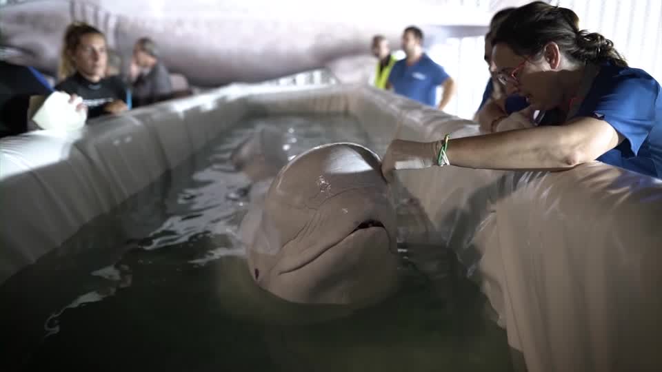 Beluga whales evacuated to Spain from war-torn kharkiv