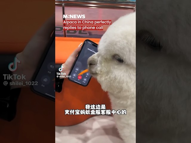 Alpaca in China perfectly replies to phone call