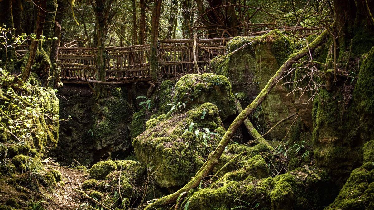 Brits are heading to 'UK's most magical forest' where top movies have been filmed