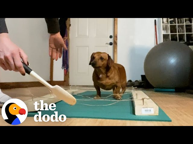 Foster Mom Teaches Dachshund How To Walk Again | The Dodo