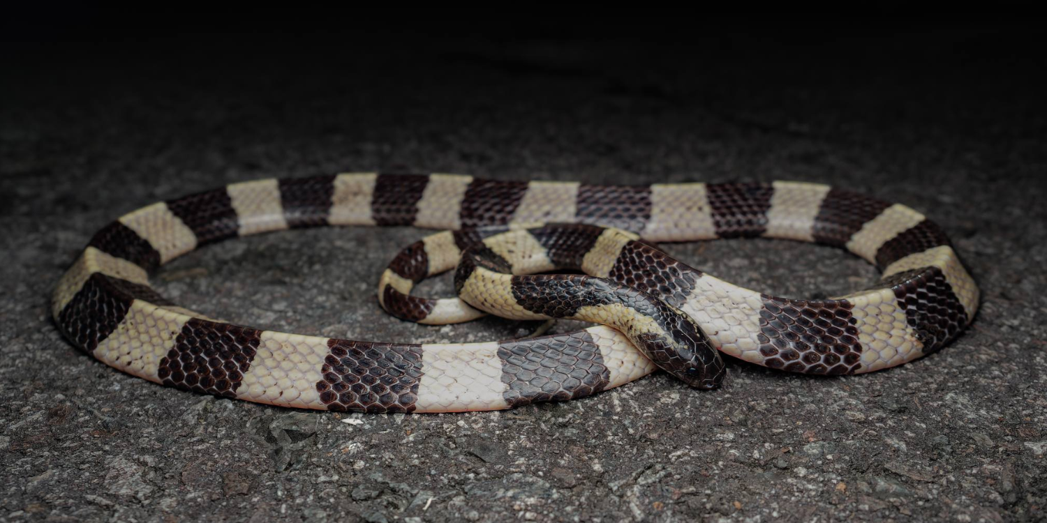 Photographer captures pictures of rare venomous banded krait at pulau ubin