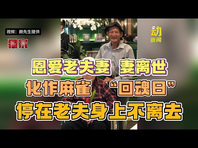 恩爱老夫妻  妻离世化作麻雀  “回魂日”停在老夫身上不离去