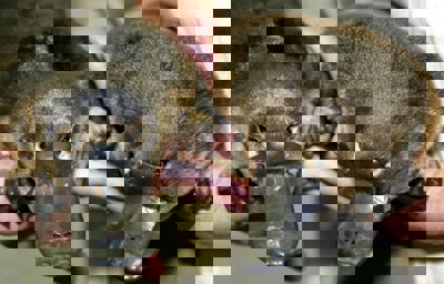 QuickCheck: Can a platypus glow in the dark?