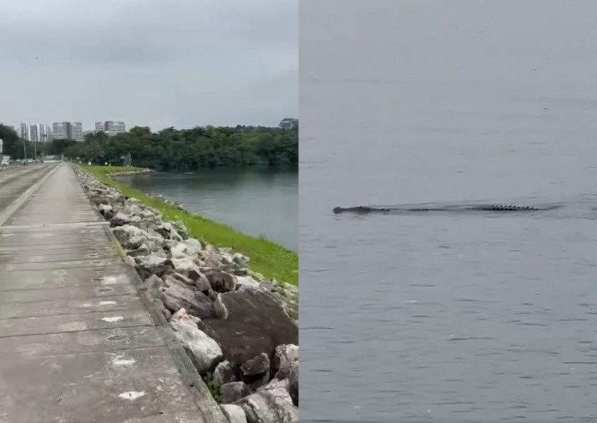 'This is so unsafe': Crocodile spotted swimming in waters near Yishun Dam sparks concern