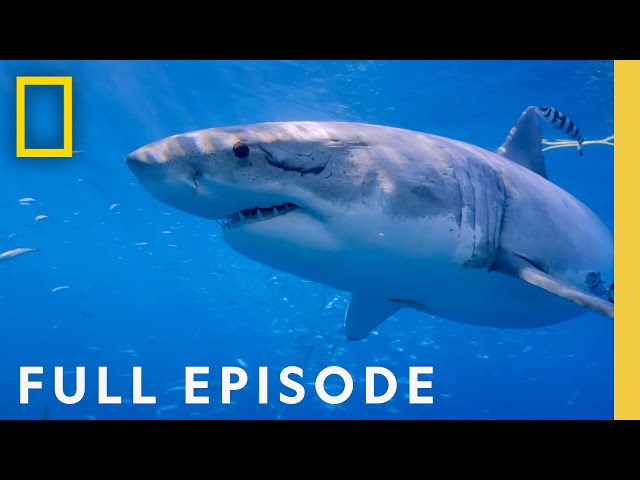 Counting Jaws (Full Episode) | National Geographic