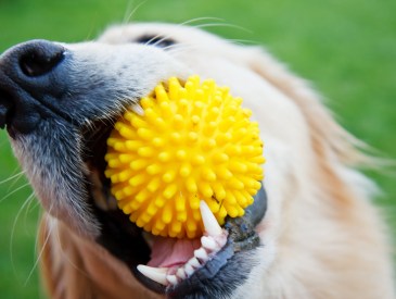 The Kinds of Toys to Definitely Avoid if Your Dog Is Destructive—& 14 Extra Durable Options to Buy Instead