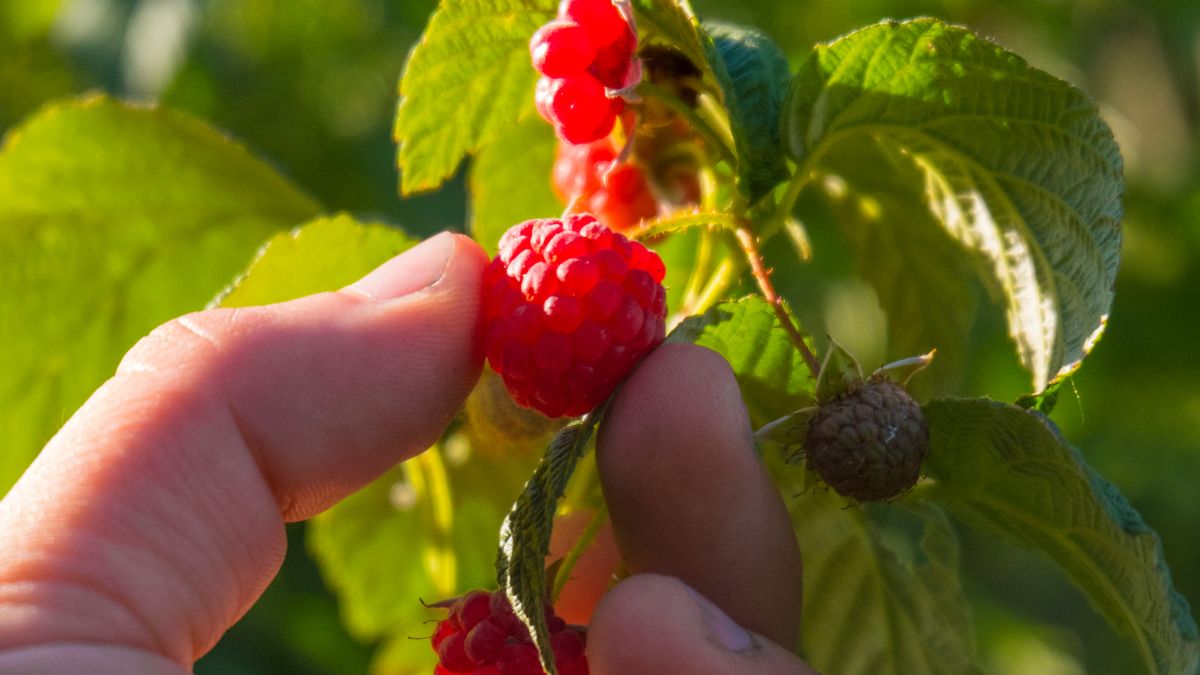 Gardening jobs you must do in July - and plants to prune for 'repeat flowering'