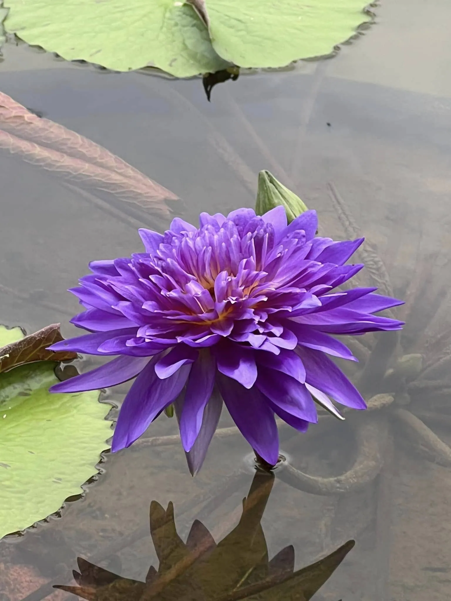 Jurong Lake Gardens’ Japanese Garden is reopening in September with SG’s largest water lily collection, bamboo clusters, ornamental trees & more