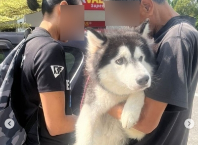 Remember the abused husky in Kajang? The owner just got a RM25,000 fine