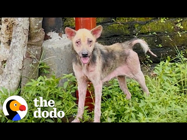 Hairless, Skinny Dog Who Took Weeks To Rescue Is So Fluffy Now | The Dodo