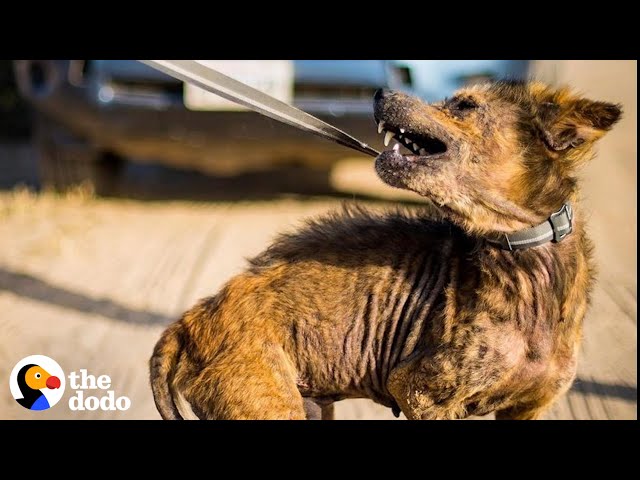 This Coyote Dog Story Is Pure Magic | The Dodo