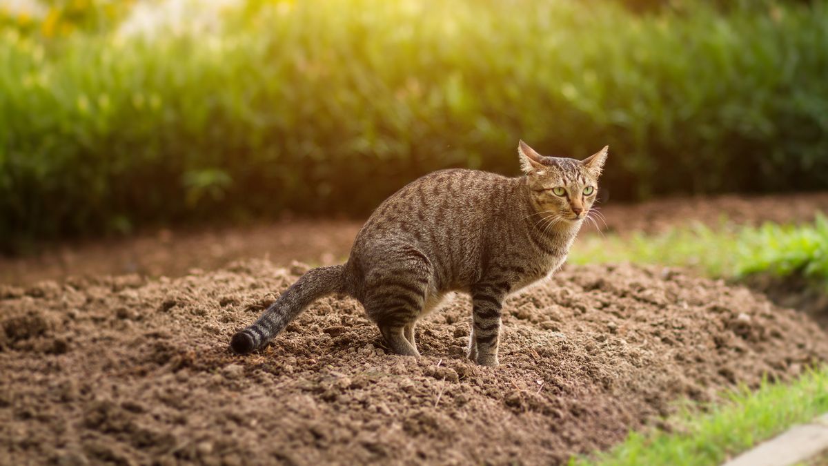Stop cats pooping in your garden with 16p hack your blooms will love