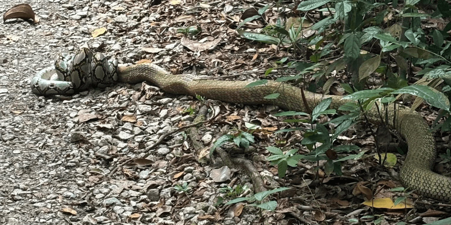 Wildlife lover captures clear footage of king cobra engulfing python in macritchie nature park
