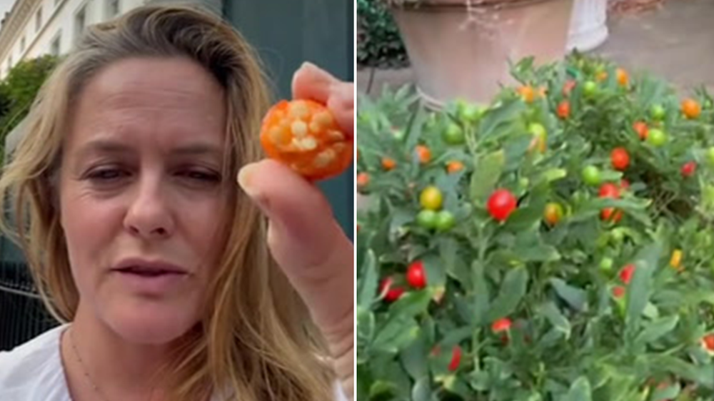 Clueless actor Alicia Silverstone films herself eating poisonous plant out of British garden