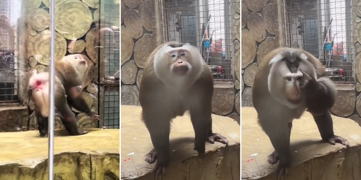 Monkey in China goes viral for striking human-like poses in front of tourists