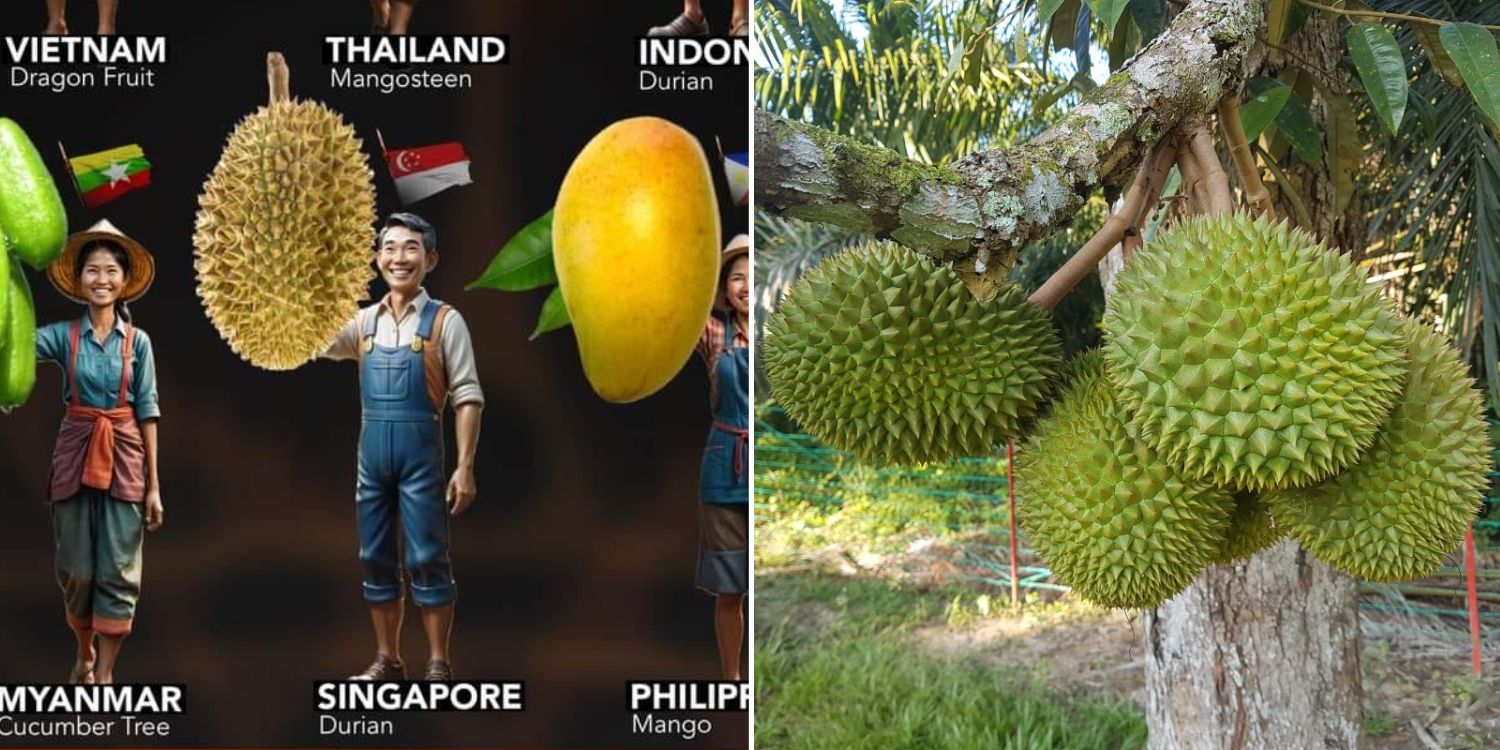 ‘Where s’pore grow their durian?’: M’sians question image portraying durian as S’pore’s national fruit